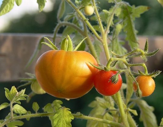 Riparare l’orto con i frangivento e i grigliati 1555 0 Riparare lorto con i frangivento e i grigliati